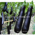 High disease resistance Hybrid eggplant seeds for growing-Lv Bao Long